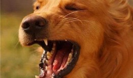 最新台湾狗崽爆料,揭秘政坛幕后黑幕