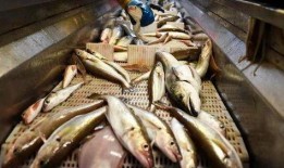 鱼死网最新爆料,揭秘娱乐圈惊天内幕