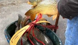 鱼死网最新爆料,揭秘娱乐圈惊天内幕