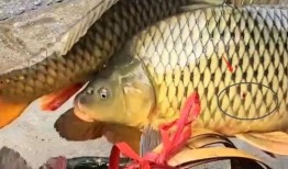 鱼死网最新爆料,揭秘娱乐圈惊天内幕