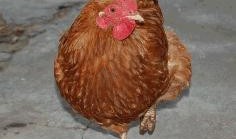 叫了只鸡最新爆料视频,揭秘视频背后的惊人真相！